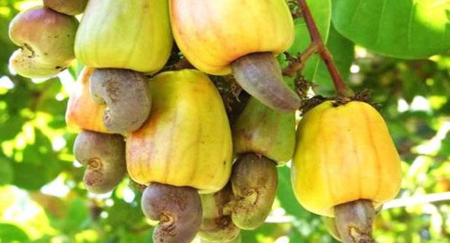 Cashew: A Potential Foreign Exchange Earner for Ghana