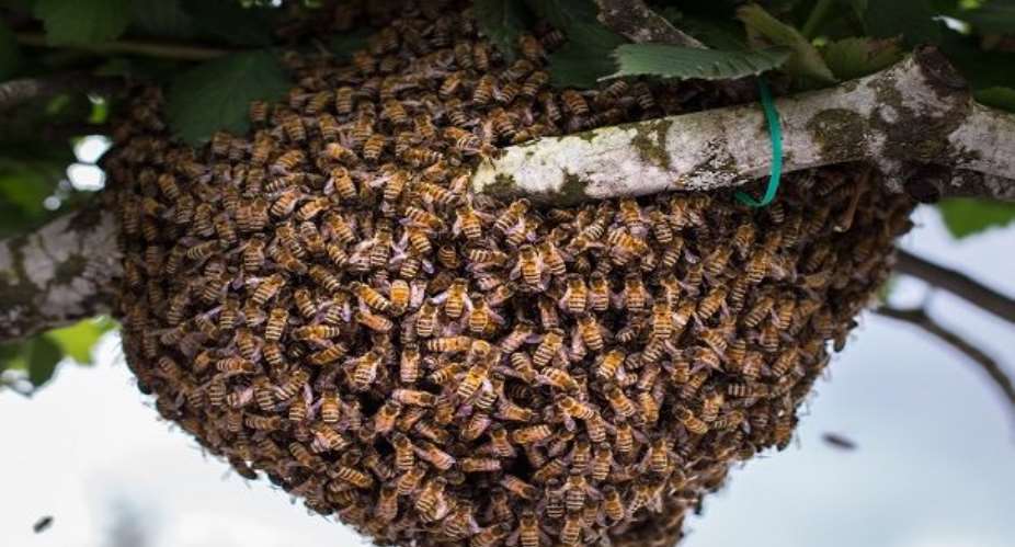 Bee Attack Kills 2 Siblings, Others Injured In Awutu
