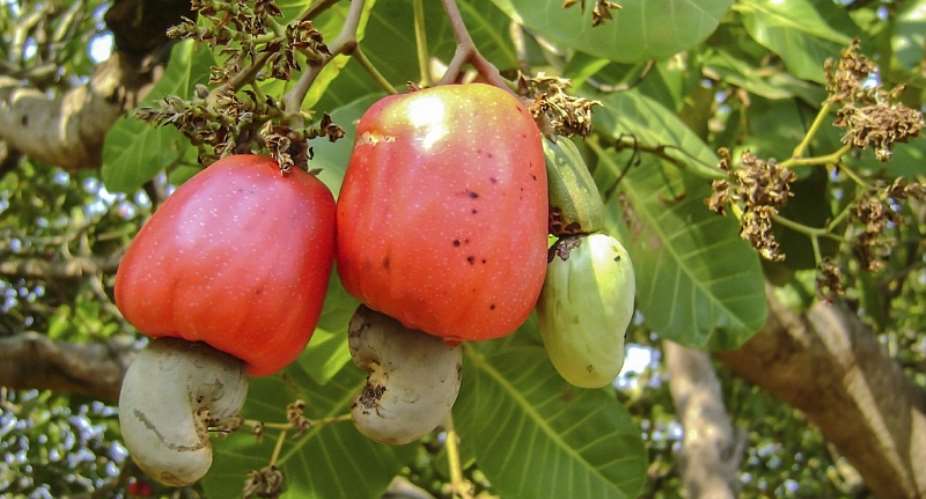 Cashew Sector Gets 15million Boost