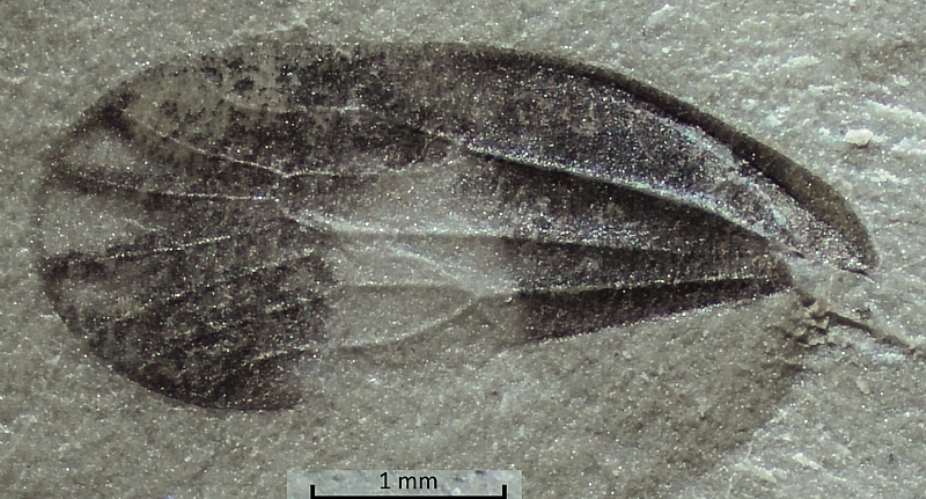 A fossilised insect wing with some of its colouration preserved is just one tiny treasure emerging from the site. - Source: Rose Prevec