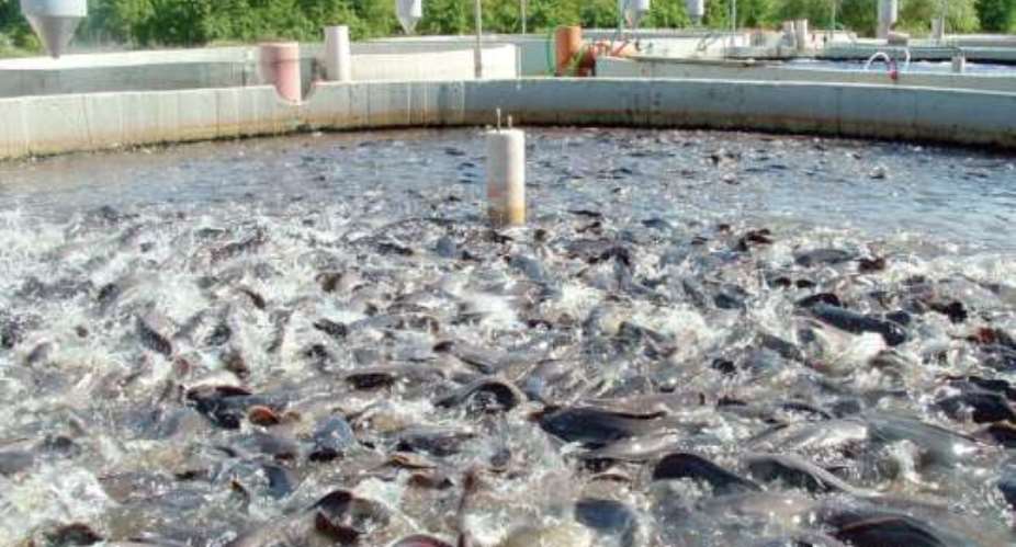 Ghana Records Huge Decline In Fish Stock