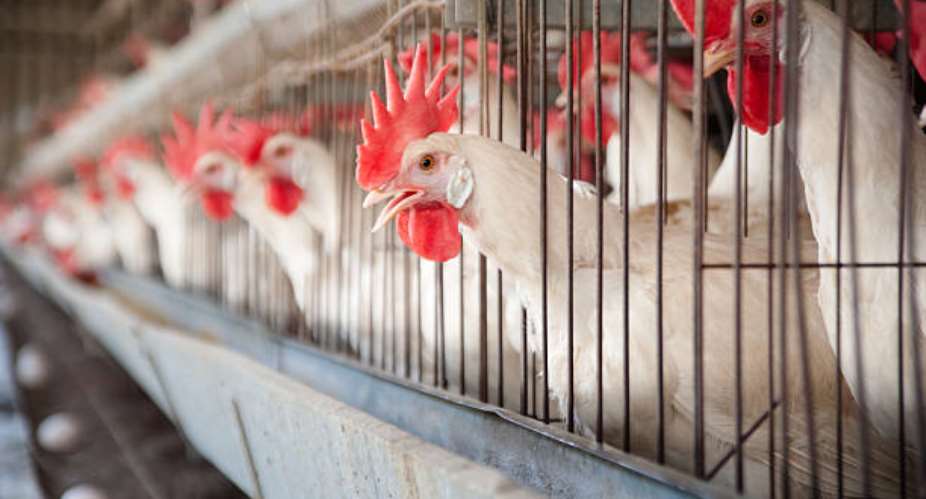 Kenya to host international Poultry Expo