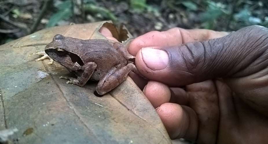 Two Gravid Giant Squeaker Frogs Found
