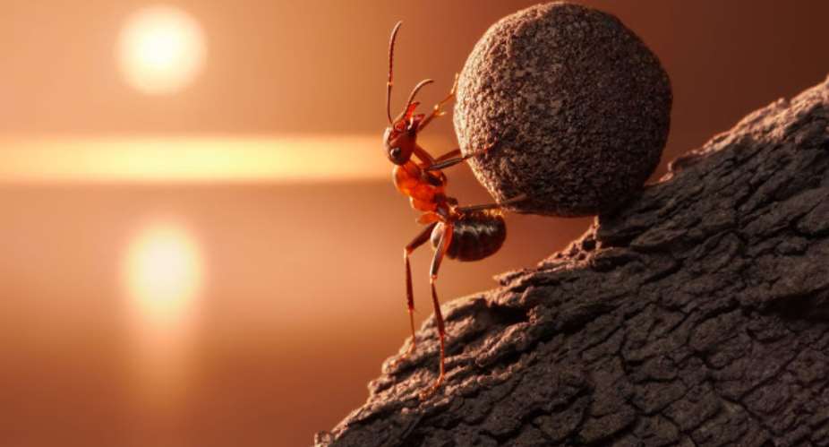 Ants are the smallest creatures that can move objects larger than their body weight