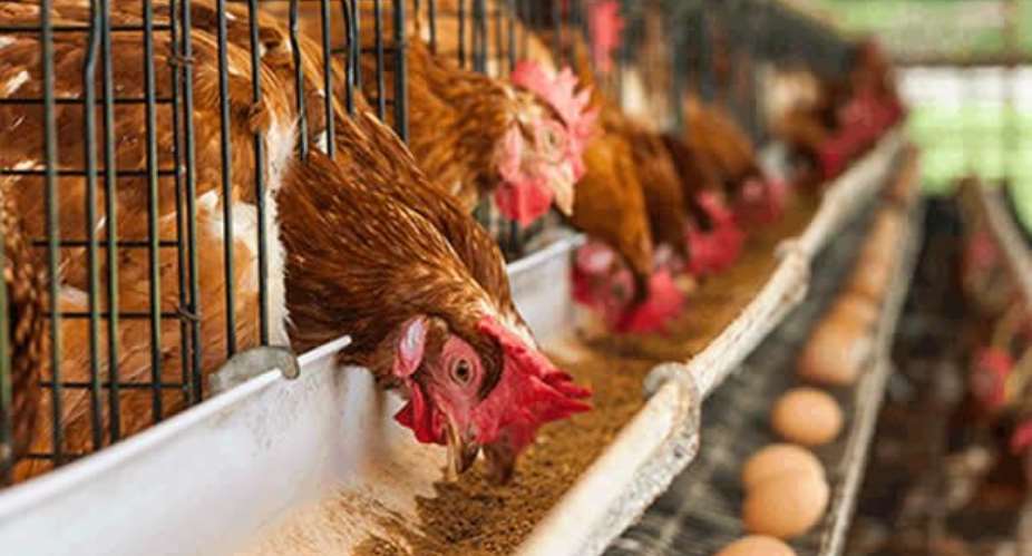 Greater Accra Poultry farmers call on gov't to subsidise cost of feed
