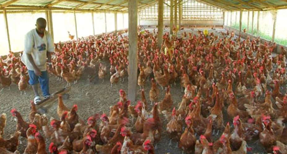 SOS From Poultry Farmers