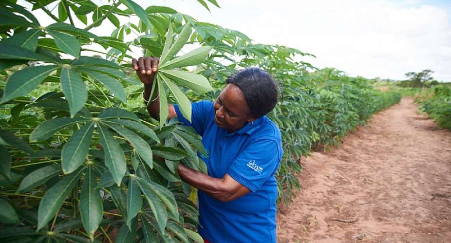 Access To Loans: CBN Favours Farmers Using Improved, Disease-Free Cassava Varieties For Lending Loans