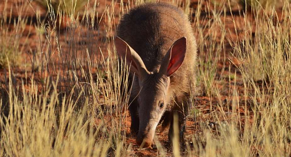 Disappearance of aardvarks from dry ecosystems could have devastating consequences for the many other animals that rely on their burrows.  - Source: Kelsey Green