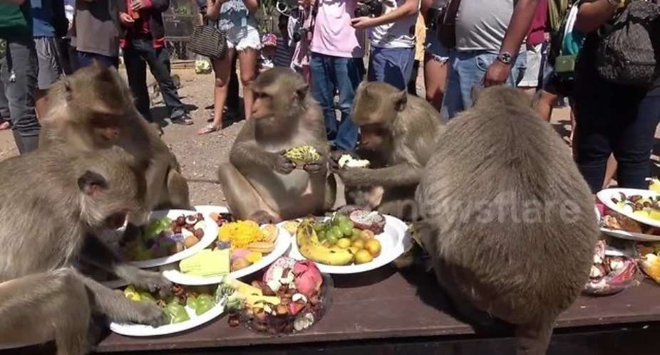 Thailand Holds Big Birthday Party For Wild Monkeys