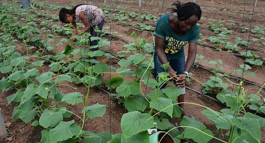 40,000 Young Nigerians to Benefit From Young Africa WORKS-IITA Project Training Programme
