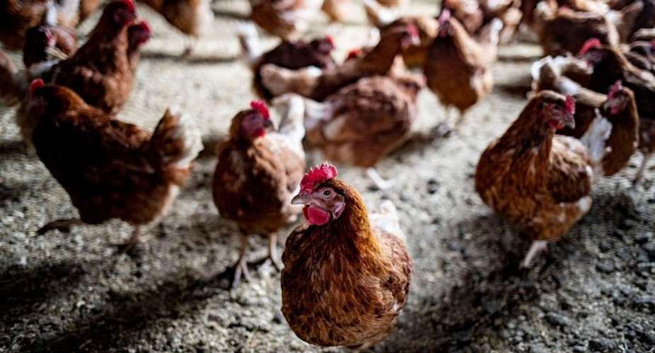 Why bird flu is raising alarm