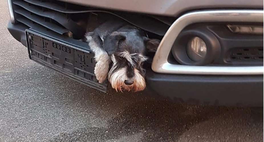 The Miniature Schnauzer dog, trapped in the grille of a car. The dog survived hours undamaged and could be returned to its owner.