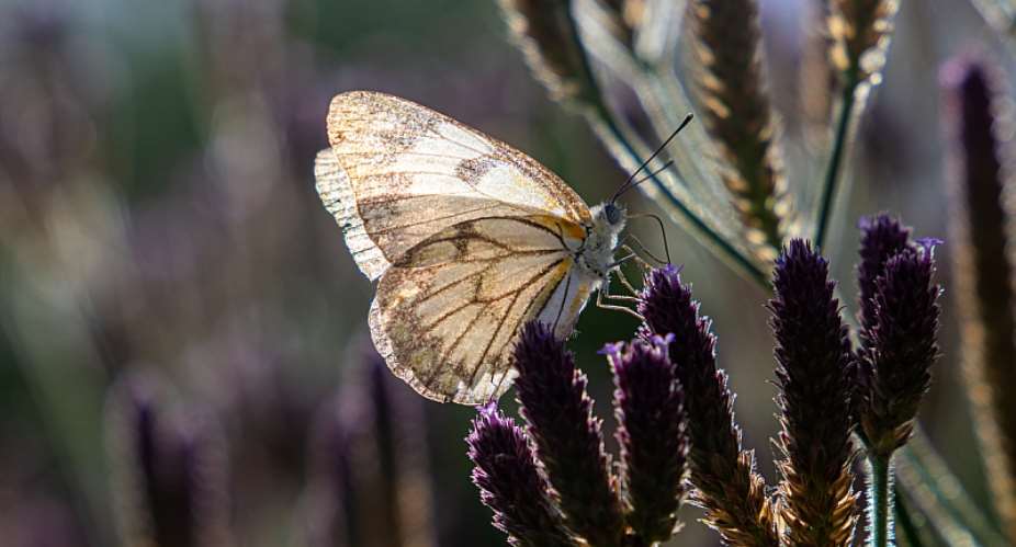Brown-veined white butterflies migrate annually from the Kalahari region to Mozambique. - Source: Instinctively RDHShutterstock