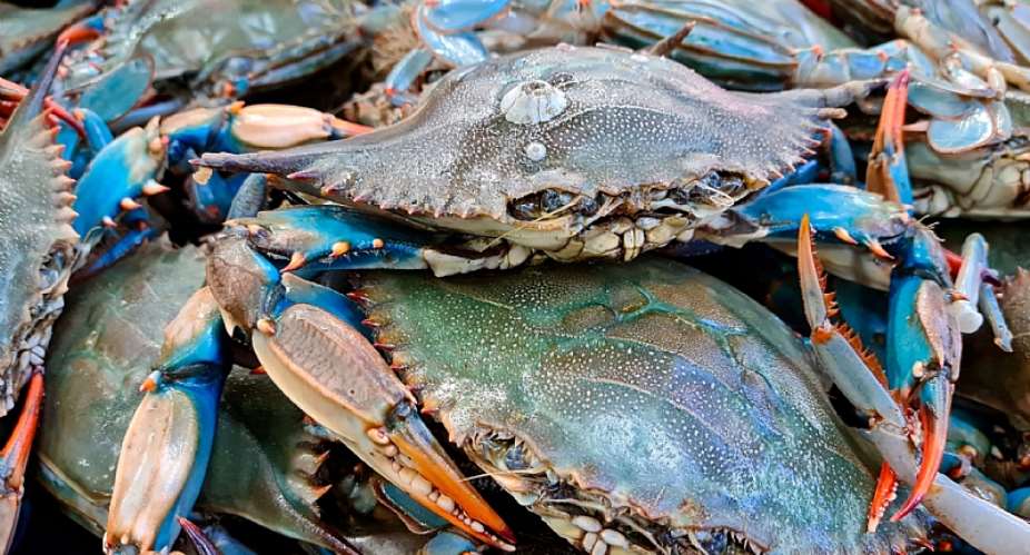 Crab Aquaculture: A High-Income Venture Ghana Has Yet to Explore