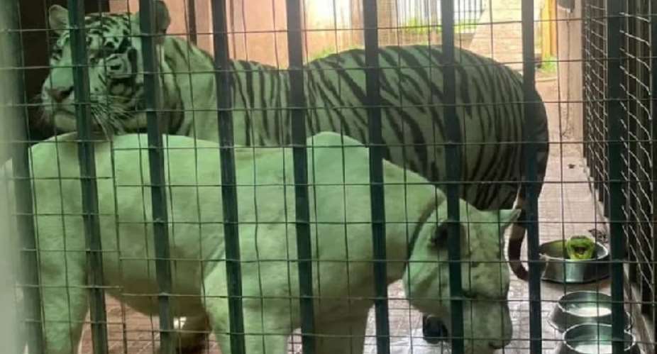 Cheddar still keeps pet tigers at home despite court order