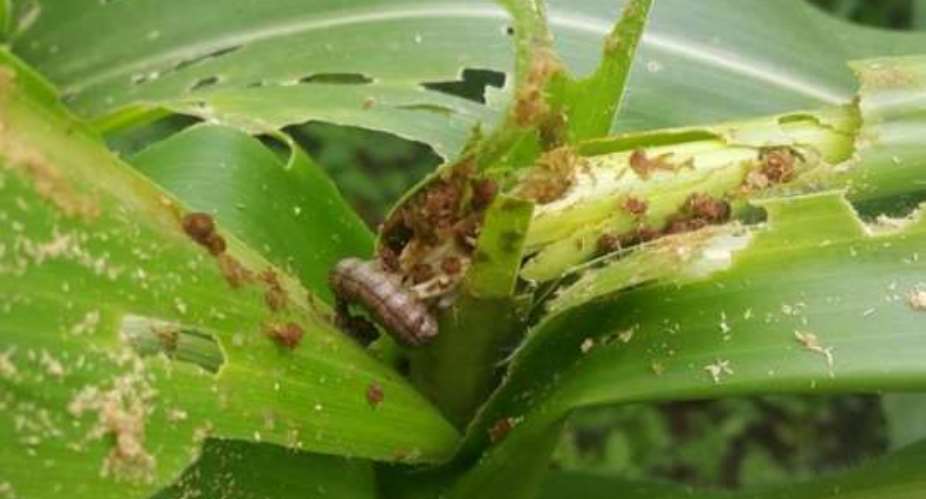 Assin Homaho Infested By Fall Armyworms As They Destroy Farms