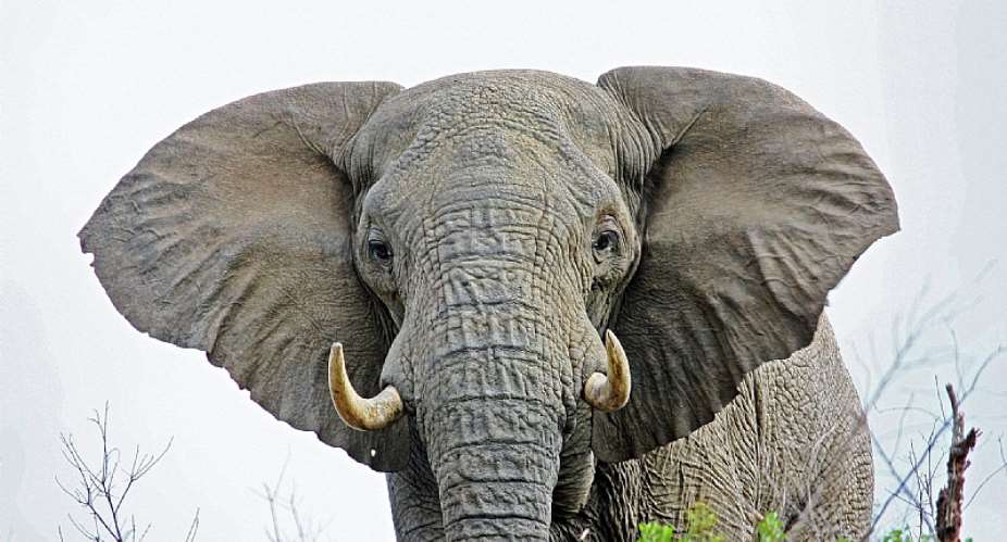 Illegal wildlife trade continues to threaten African elephants