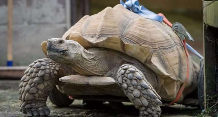 Sex-mad tortoise gives himself arthritis by having too much sex
