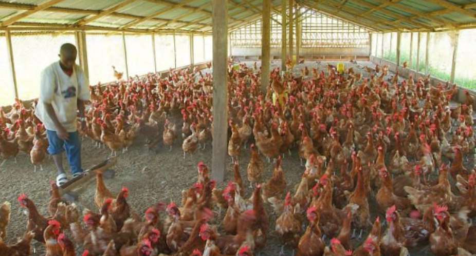 Poultry Farmers Worried Over Rising Cost Of Soya, Maize