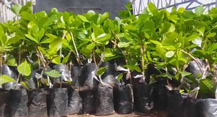 Tano North: One hundred thousand Cashew Nurseries distributed to farmers