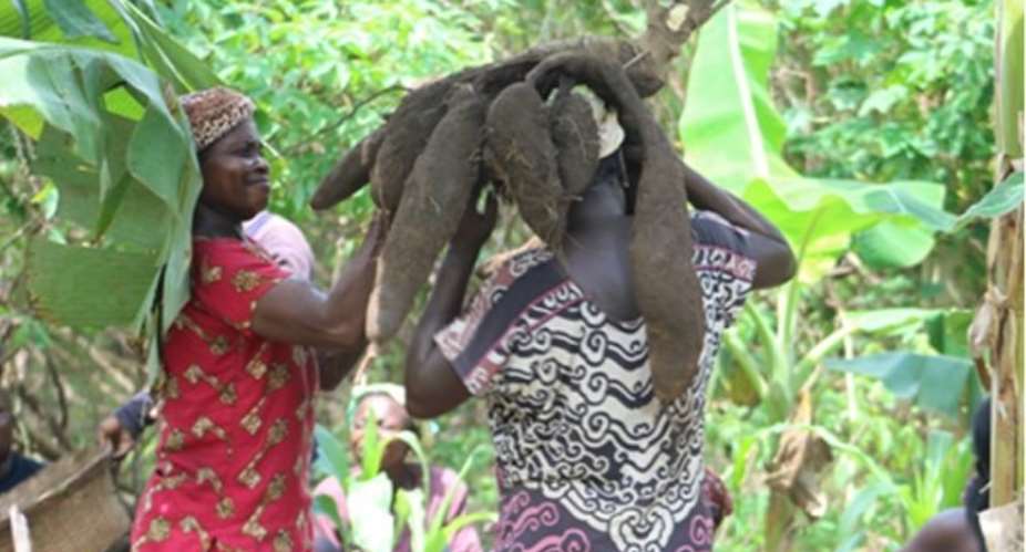 Asueyi Cassava Farmers Receive Training