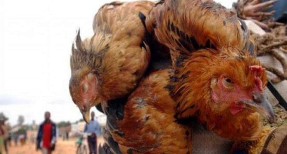 Fird Flu infects 9,470 birds in Bono Region