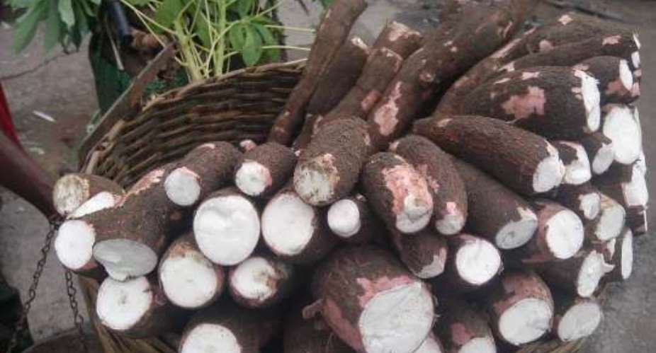 Volta Region Now Cassava Processing Hub