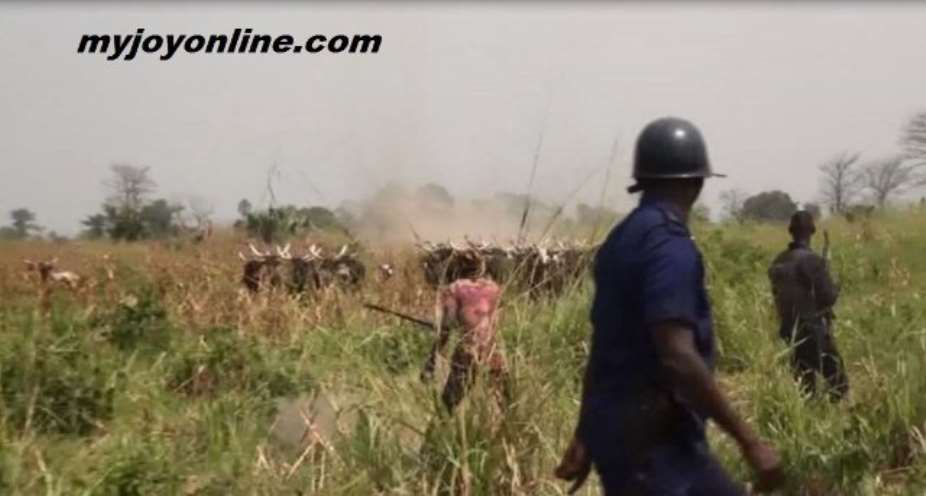 Fulani Herdsmen And The Cattles Target Nsuta After Agogo Exit