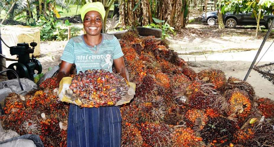 Solidaridad Launches Climate-Smart Program To Improve Oil Palm Production