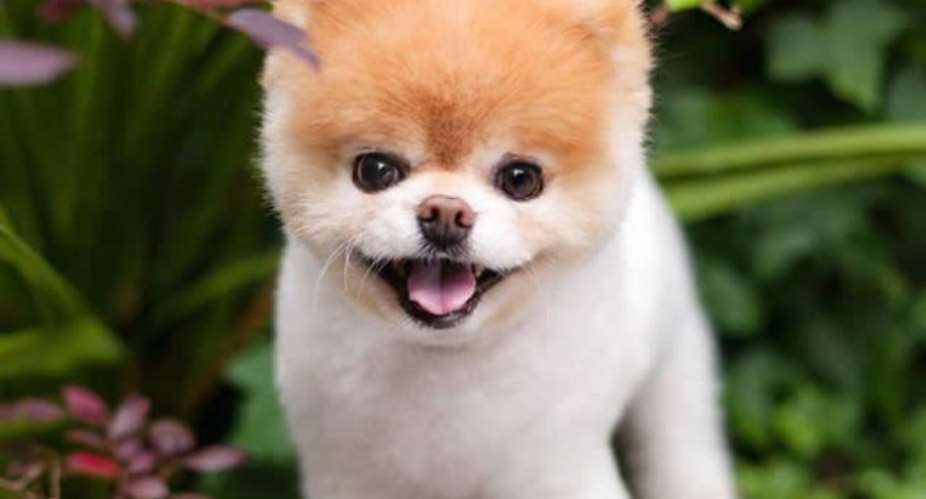 World's Cutest Dog Dies From 'heartbreak'