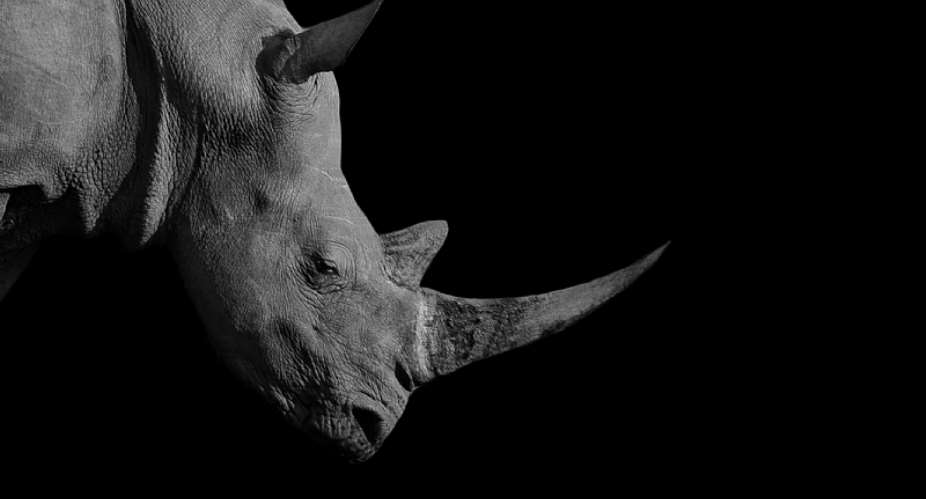 Rhino horn is coveted for rumoured medicinal properties and as a status symbol. - Source: AmitGettyImages