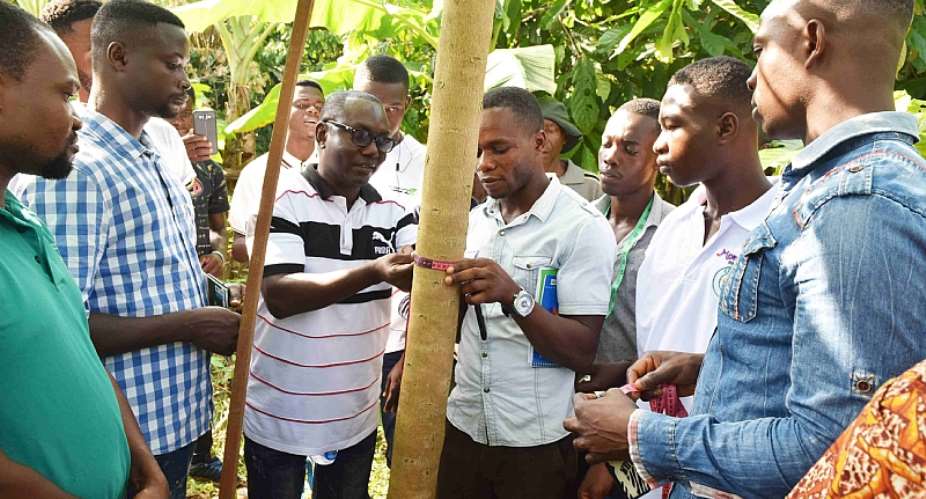 UNDP Launched Mobile App For Tree Registration In Cocoa Landscapes