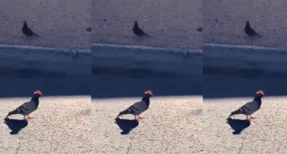 Nobody Knows Why There Are Pigeons In Cowboy Hats Roaming Las Vegas