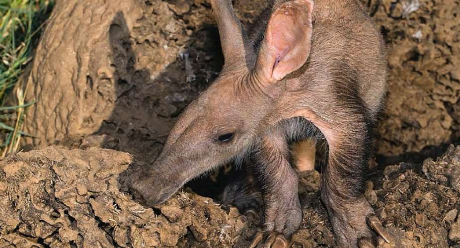 Bats, bushbabies and aardvark edge closer to extinction in southern Africa