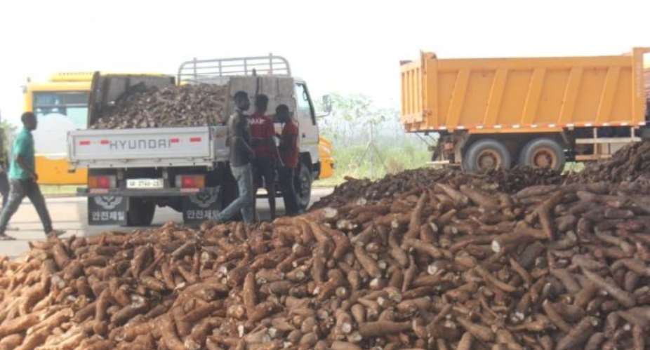 C/R: Cassava farmers jubilate over revival of  Ayensu starch factory