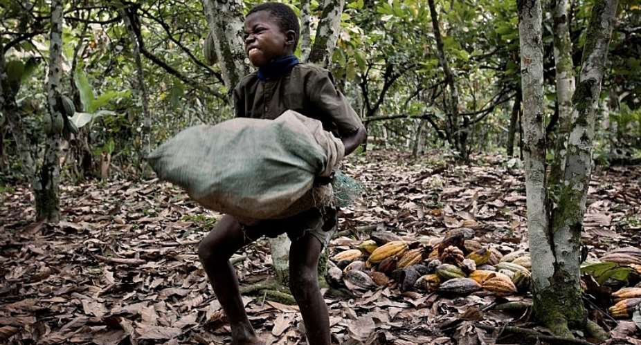 Ghana Cocoa Risk Blacklisted from EU Market Over Deforestation and Child Labour