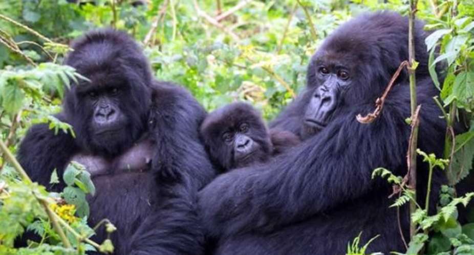 Mountain Gorilla sightings in the Loango National Park, Gabon. Picture: Supplied