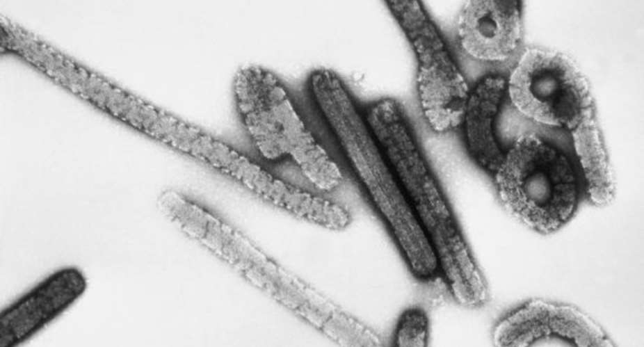 Fighting Superbugs with Viruses: A Faster Way to Detect Infection