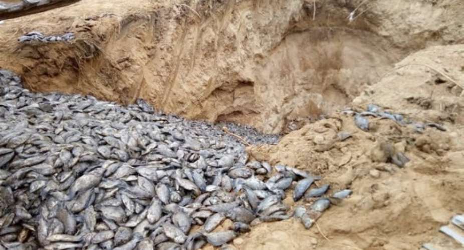 Ministry Of Fisheries Undertakes Immunisation Of Tilapia Farms