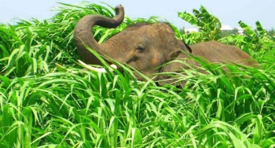 Elephants Destroy Farms At Assin Abodweseso
