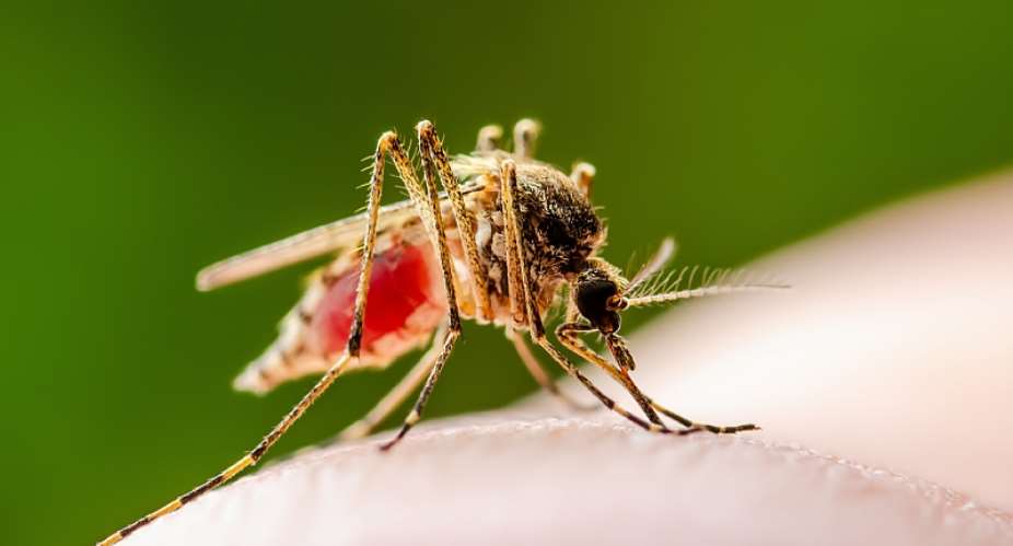 Mosquito eggs can remain viable for years even in dry conditions and hatch after heavy persistent rains. - Source: Shutterstock