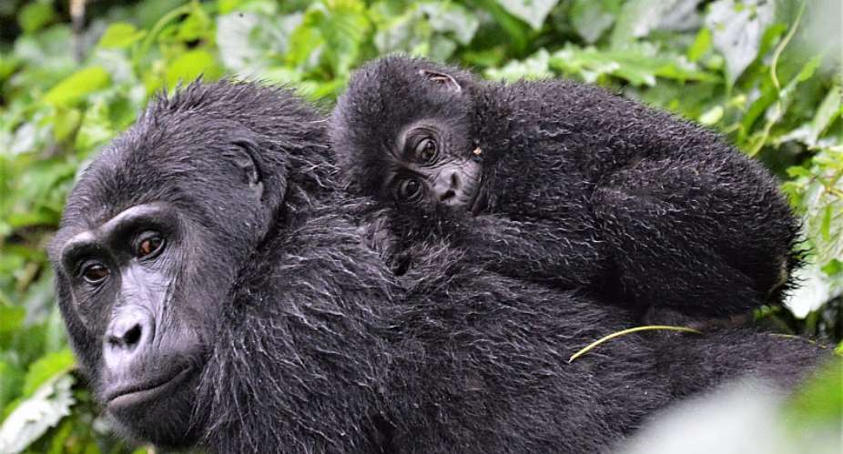 Mountain gorillas in Bwindi Impenetrable Forest - Source: ShutterstockClaire E Carter