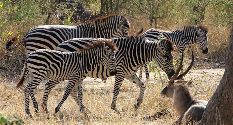 Majete Wildlife Reserve, Malawi.  - Source: Jason I. Ransom