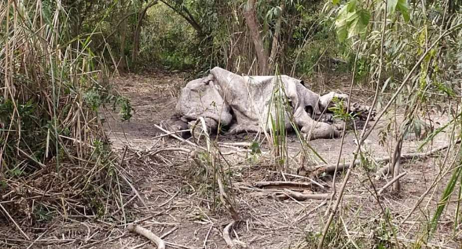 Protecting one-horned rhinoceros