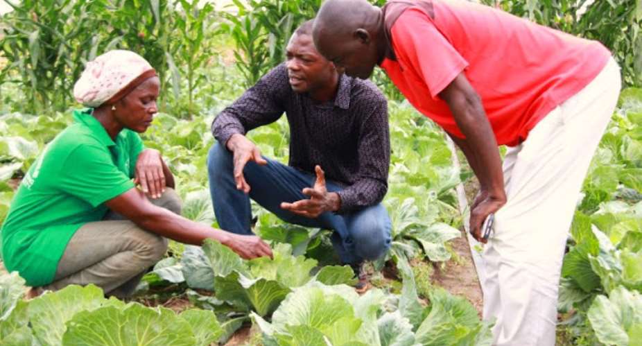 Dr. Kwamina Banson, middle, explains a point to two farmers working at the demonstration fields, photo credit: Australia Awards