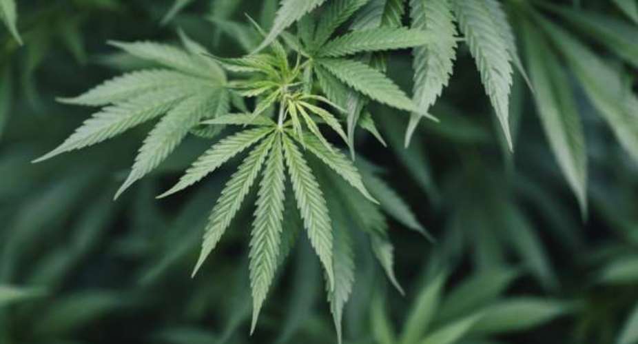 Cannabis extends lifespan