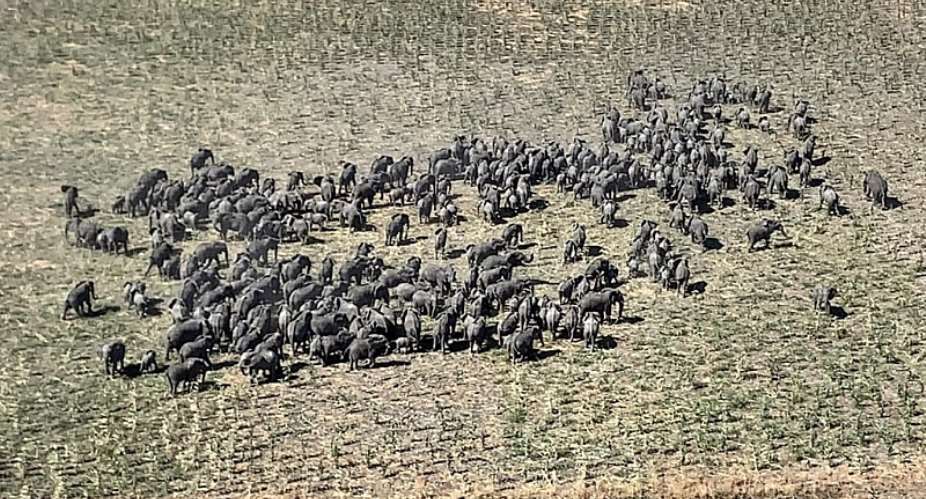 Elephant herd sighted in Nigerias Boko Haram warzone