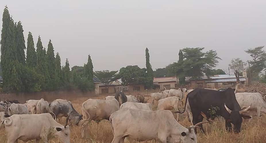 Grazing Reserves: The untapped solution to Ghana’s deadly farmer-herder conflicts