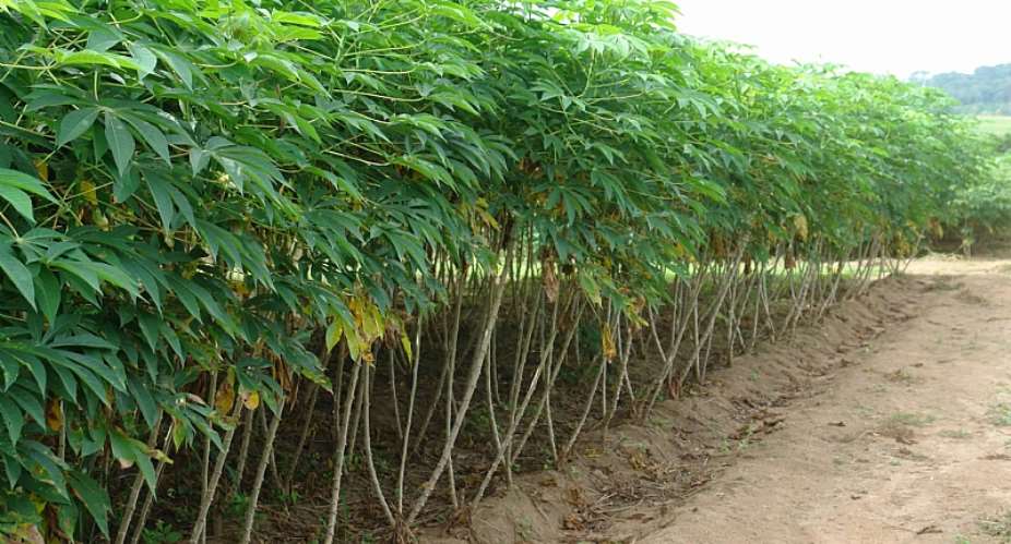 VR: Farmers double revenue with improved cassava cultivation – CSIR study