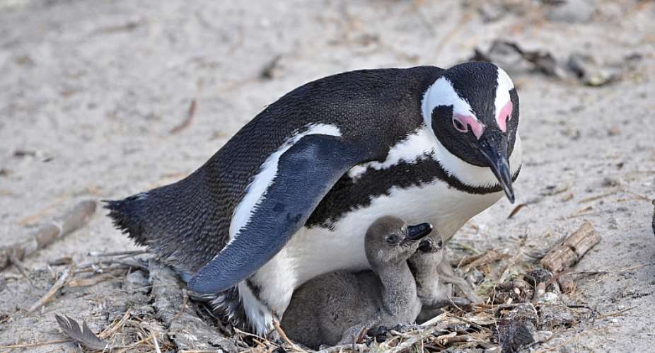 A decline in the African penguin population has major knock-on effects for the marine and terrestrial ecosystems. - Source: Shutterstock